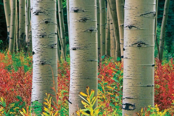 Minden Pictures: Quaking Aspen Forest, Colorado II by Tim Fitzharris