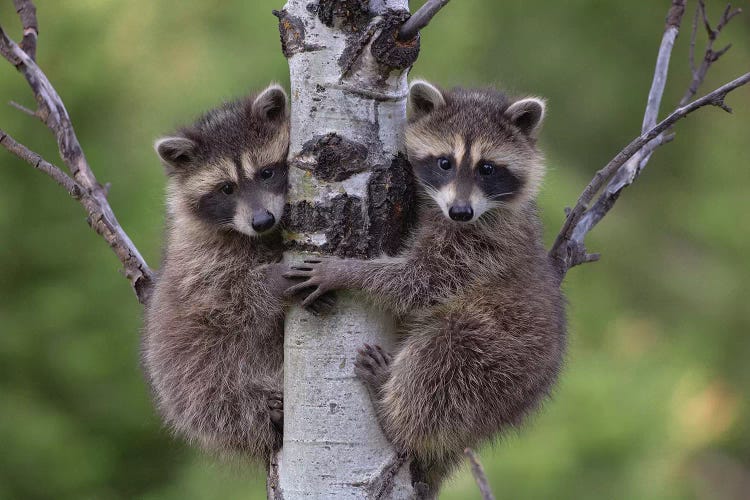 Raccoon Two Babies Climbing Tree, North America I