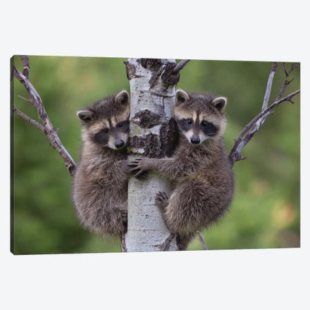 Raccoon Two Babies Climbing Tree, North America I Canvas Print #TFI851} by Tim Fitzharris Art Print
