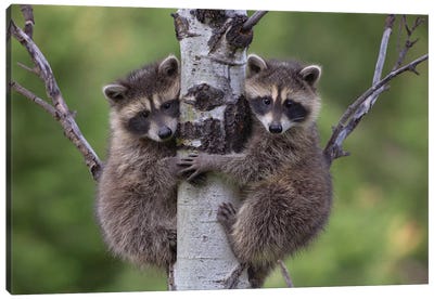 Raccoon Two Babies Climbing Tree, North America I Canvas Art Print - Raccoon Art