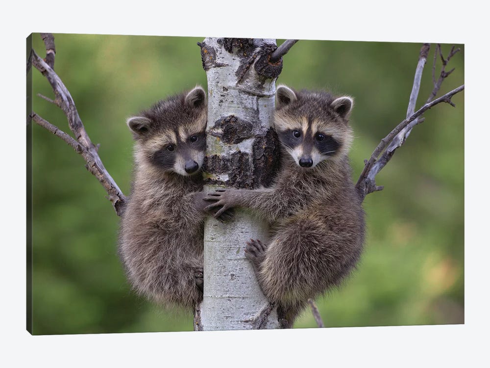 Raccoon Two Babies Climbing Tree, North America I by Tim Fitzharris 1-piece Canvas Print