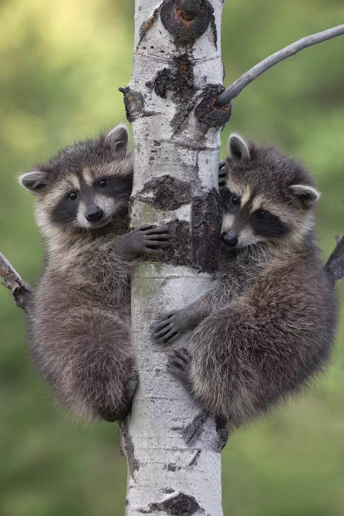 Raccoon Two Babies Climbing Tree, North America II