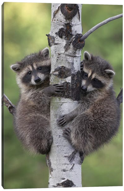 Raccoon Two Babies Climbing Tree, North America II Canvas Art Print - Raccoon Art