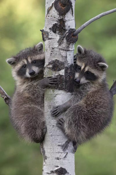 Raccoon Two Babies Climbing Tree, North America II