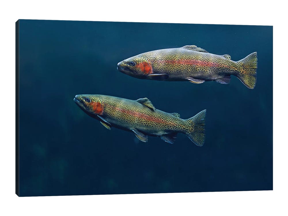 Framed Canvas Art - Rainbow Trout Pair Swimming Underwater by Tim Fitzharris ( Animals > Sea Life > Fish > Trout art) - 26x40 in