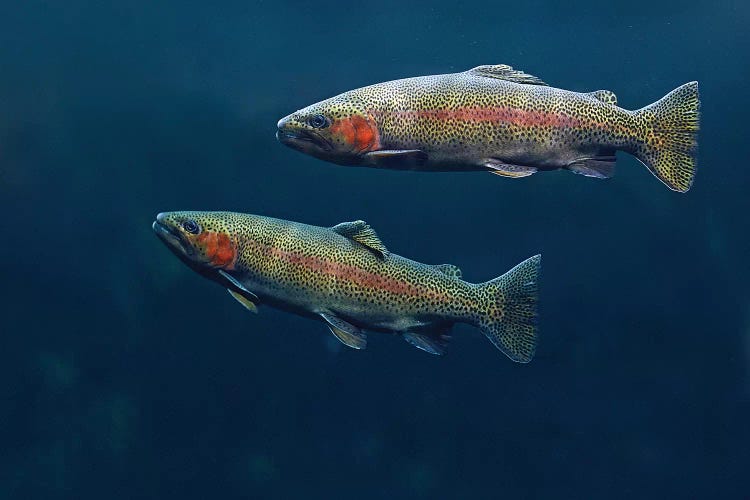 Rainbow Trout Pair Swimming Underwater ( Animals > Sea Life > Fish > Trout art) - 24x32x1