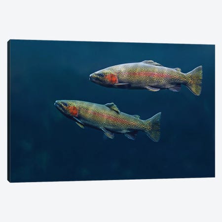 Rainbow Trout Pair Swimming Underwater Canvas Print #TFI859} by Tim Fitzharris Canvas Print