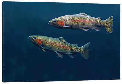 Rainbow Trout Pair Swimming Underwater Canvas Art Print - Trout Art