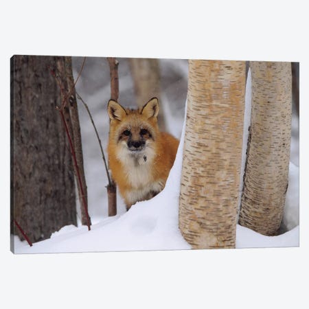 Red Fox Looking Out From Behind Trees In A Snowy Forest, Montana Canvas Print #TFI864} by Tim Fitzharris Canvas Art Print