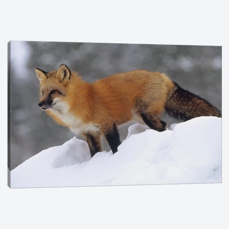 Red Fox Standing At The Top Of A Snow Bank, Montana Canvas Print #TFI865} by Tim Fitzharris Canvas Art Print