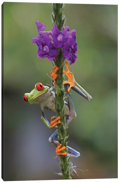 Red-Eyed Tree Frog Climbing On Flower, Costa Rica II Canvas Art Print - Reptile & Amphibian Art
