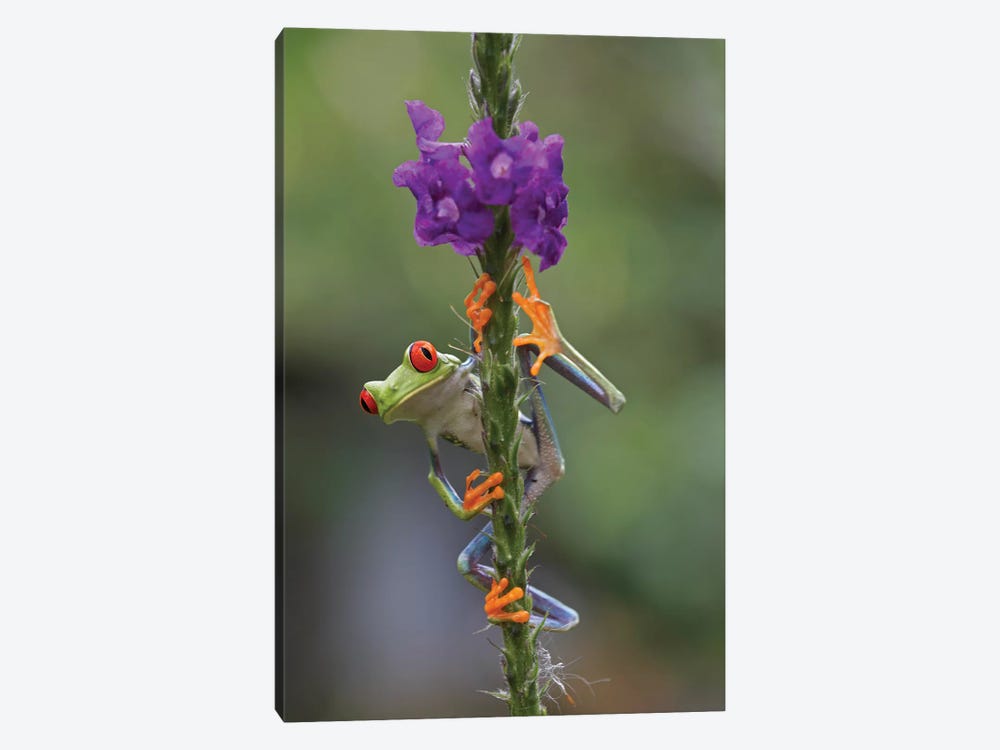 Red-Eyed Tree Frog Climbing On Flower, Costa Rica II 1-piece Canvas Artwork