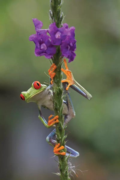 Frogs: Red-Eyed Tree Frog Climbing On Flower, Costa Rica II by Tim Fitzharris