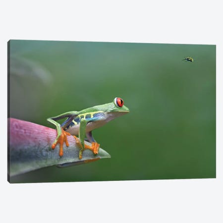 Red-Eyed Tree Frog Eyeing Bee Fly, Costa Rica, Digital Composite Canvas Print #TFI873} by Tim Fitzharris Canvas Print