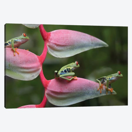 Red-Eyed Tree Frog Three Sitting On Heliconia, Costa Rica, Digital Composite Canvas Print #TFI874} by Tim Fitzharris Canvas Art
