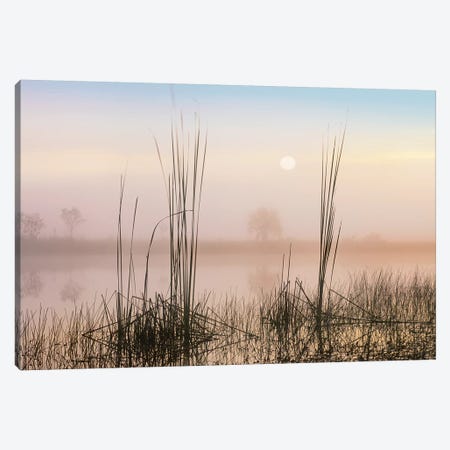 Reeds In Sweet Bay Pond, Everglades National Park, Florida Canvas Print #TFI877} by Tim Fitzharris Canvas Artwork