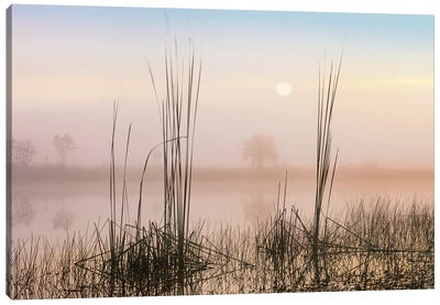 Reeds In Sweet Bay Pond, Everglades National Park, Florida Canvas Art Print - Everglades National Park