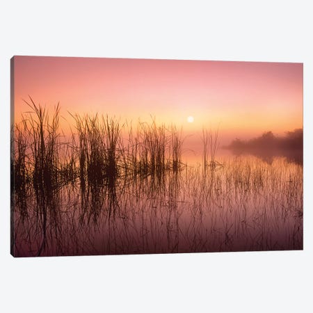 Reeds Reflected In Sweet Bay Pond At Sunrise, Everglades National Park, Florida Canvas Print #TFI878} by Tim Fitzharris Art Print