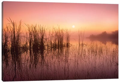 Reeds Reflected In Sweet Bay Pond At Sunrise, Everglades National Park, Florida Canvas Art Print - Everglades National Park