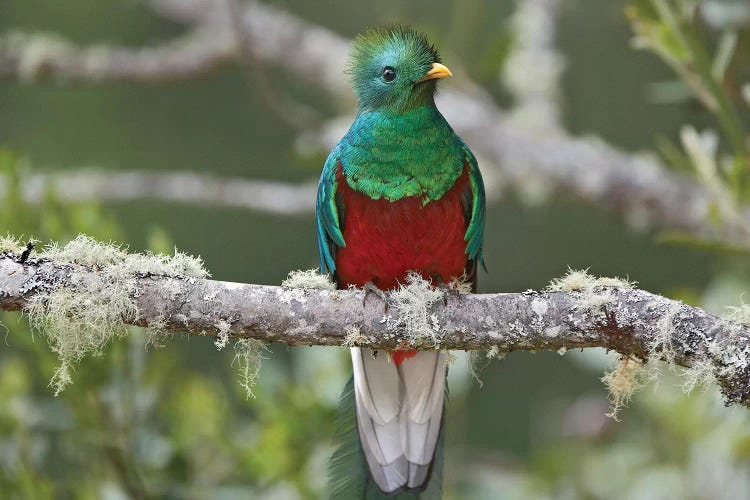 Resplendent Quetzal Male, Costa Rica I