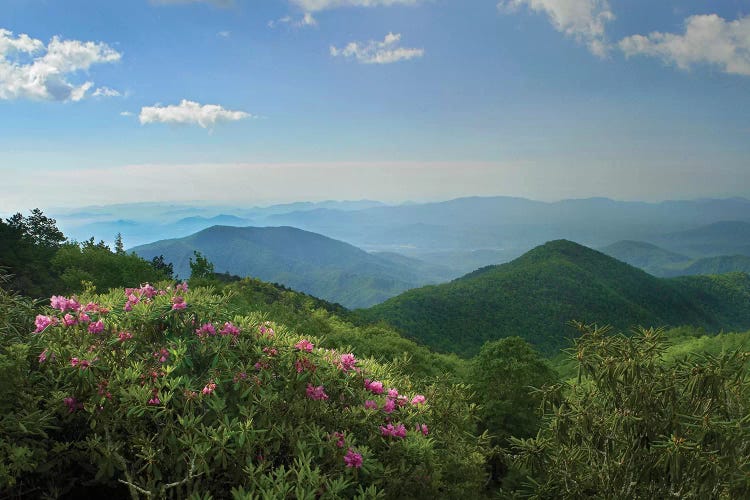 Rhododendron Tree Flowering At Craggy Gardens, Blue Ridge Parkway, North Carolina