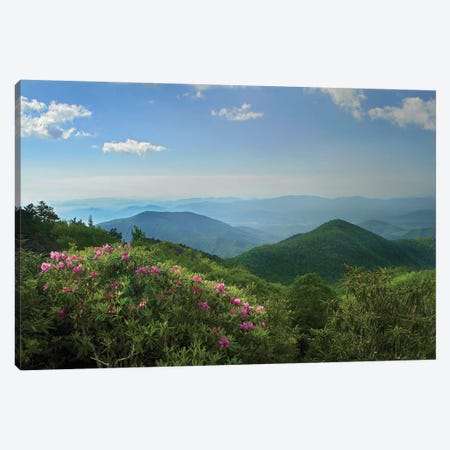 Rhododendron Tree Flowering At Craggy Gardens, Blue Ridge Parkway, North Carolina Canvas Print #TFI883} by Tim Fitzharris Canvas Art