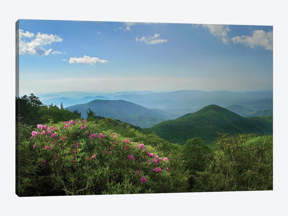 Rhododendron Tree Flowering At Craggy Gardens, Blue Ridge Parkway, North Carolina by Tim Fitzharris 1-piece Canvas Art