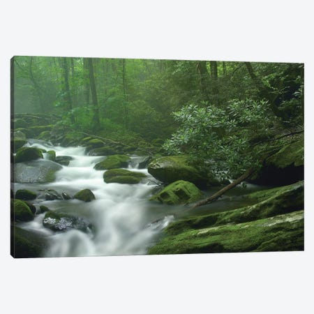 Roaring Fork River Flowing Through Forest In Great Smoky Mountains National Park, Tennessee Canvas Print #TFI891} by Tim Fitzharris Canvas Print