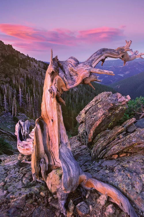 Rocky Mountains Bristlecone Pine Tree Overlooking Forest, Rocky Mountain National Park, Colorado