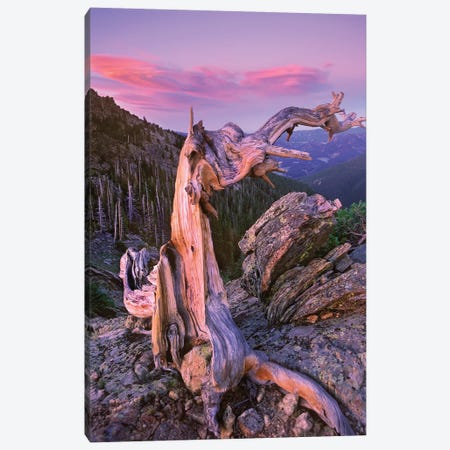 Rocky Mountains Bristlecone Pine Tree Overlooking Forest, Rocky Mountain National Park, Colorado Canvas Print #TFI903} by Tim Fitzharris Canvas Art Print