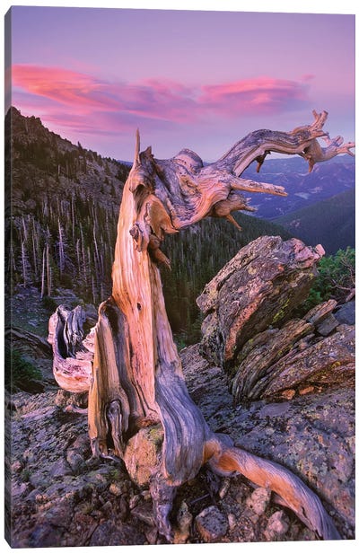 Rocky Mountains Bristlecone Pine Tree Overlooking Forest, Rocky Mountain National Park, Colorado Canvas Art Print - Colorado Art