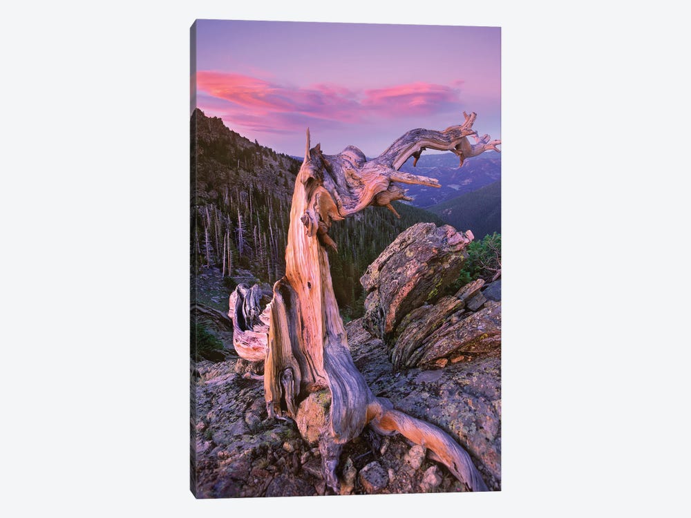 Rocky Mountains Bristlecone Pine Tree Overlooking Forest, Rocky Mountain National Park, Colorado by Tim Fitzharris 1-piece Art Print