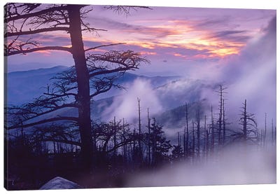 Rolling Fog On Clingman's Dome, Great Smoky Mountains National Park, Tennessee Canvas Art Print - Tim Fitzharris