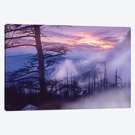 Rolling Fog On Clingman's Dome, Great Smoky Mountains National Park, Tennessee Canvas Print #TFI906} by Tim Fitzharris Canvas Art