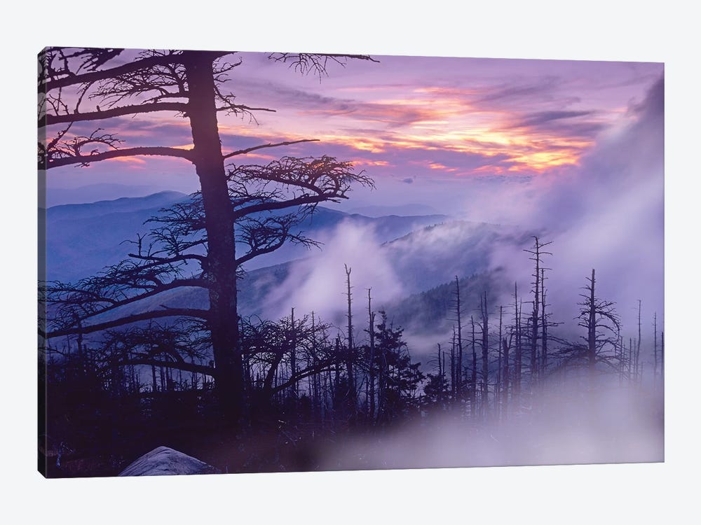 Rolling Fog On Clingman's Dome, Great Smoky Mountains National Park, Tennessee by Tim Fitzharris 1-piece Canvas Art