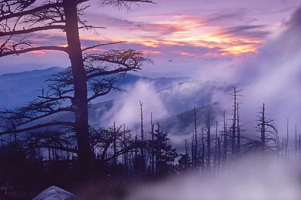 Great Smoky Mountains National Park: Rolling Fog On Clingman's Dome, Great Smoky Mountains National Park, Tennessee by Tim Fitzharris