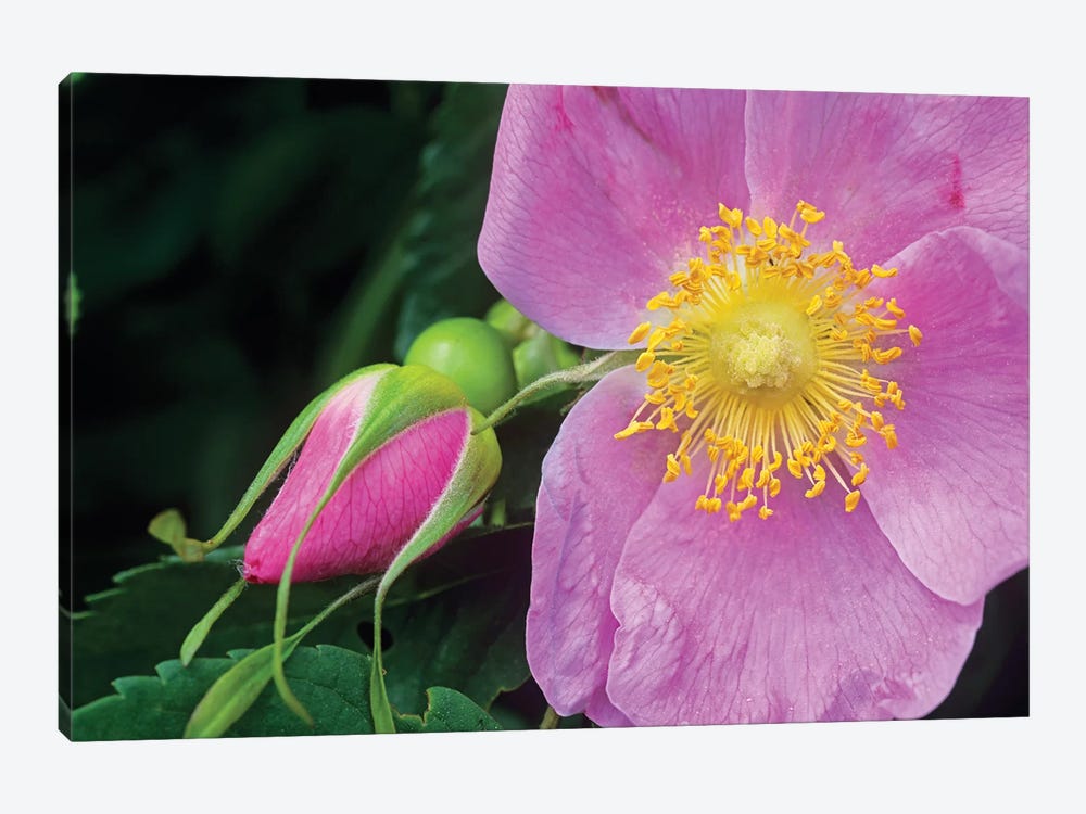 Rose Flower, British Columbia, Canada 1-piece Canvas Art