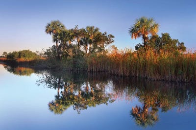 Royal Palm Trees And Reeds Along Waterway, Fakahatchee State Preserve, Florida by Tim Fitzharris framed wall art