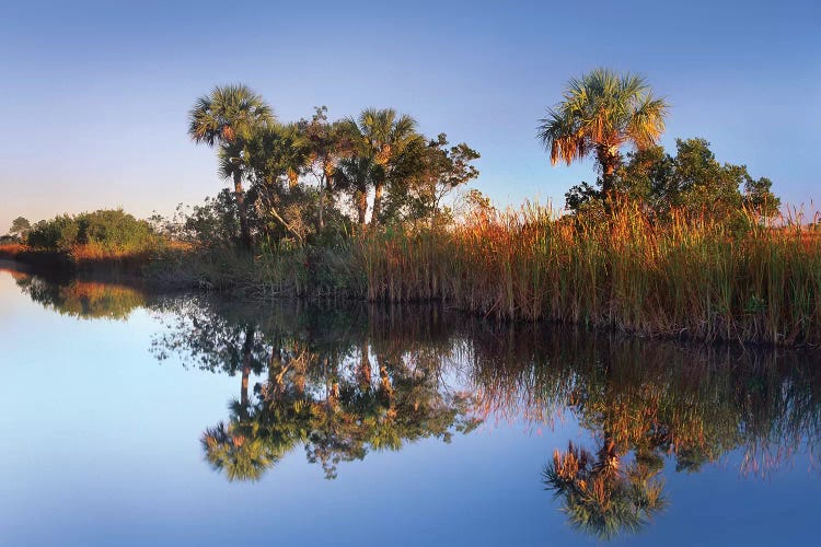 Royal Palm Trees And Reeds Along Waterway, Fakahatchee State Preserve, Florida