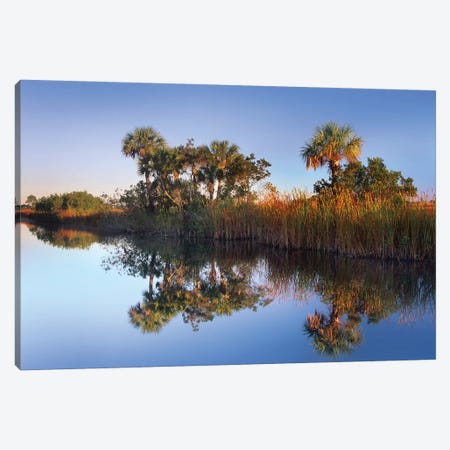Royal Palm Trees And Reeds Along Waterway, Fakahatchee State Preserve, Florida Canvas Print #TFI909} by Tim Fitzharris Canvas Print