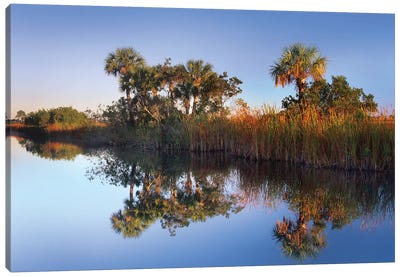 Royal Palm Trees And Reeds Along Waterway, Fakahatchee State Preserve, Florida Canvas Art Print - Marsh & Swamp Art