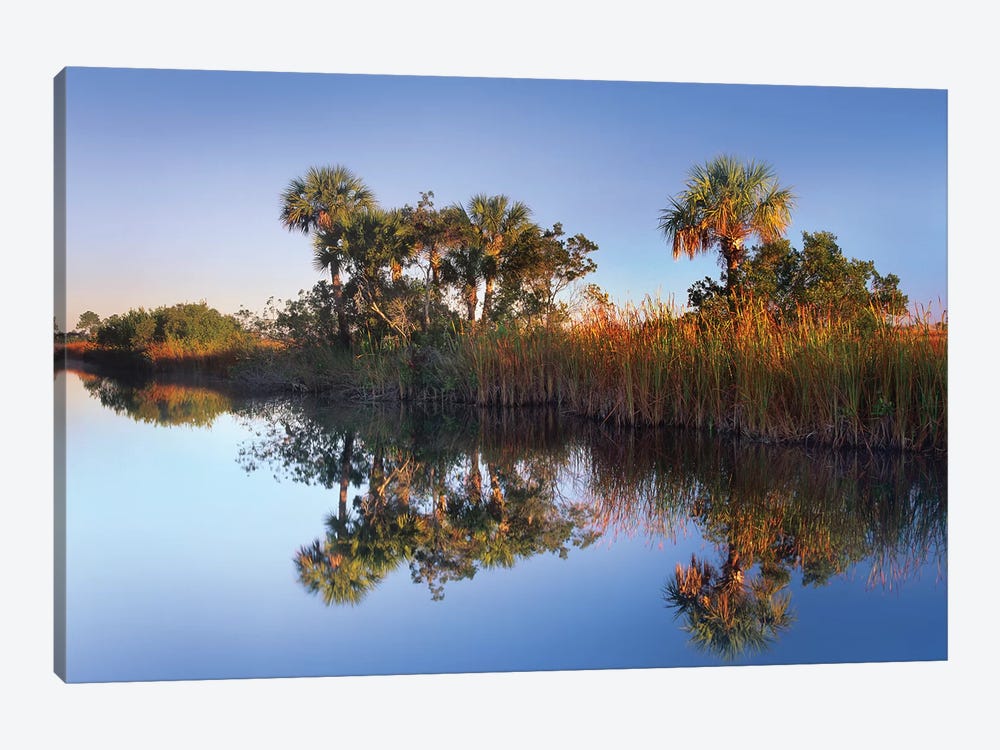 Royal Palm Trees And Reeds Along Waterway, Fakahatchee State Preserve, Florida by Tim Fitzharris 1-piece Canvas Print