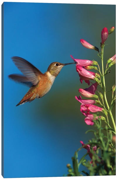 Rufous Hummingbird Feeding On Flowers, New Mexico Canvas Art Print - Hummingbird Art