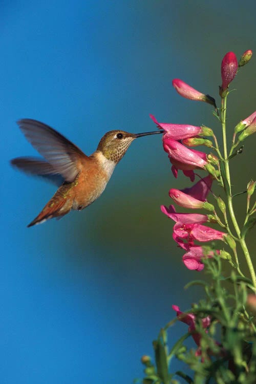 Rufous Hummingbird Feeding On Flowers, New Mexico