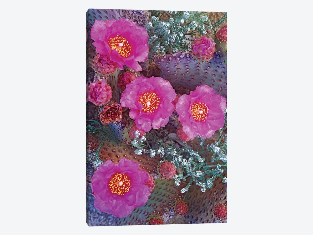 Beavertail Cactus Flowering, North America 1-piece Canvas Art