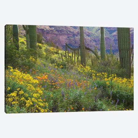 Saguaro Amid Flowering Lupine, California Brittlebush, Organ Pipe Cactus National Monument, Arizona And Desert Golden Poppies I Canvas Print #TFI924} by Tim Fitzharris Canvas Wall Art
