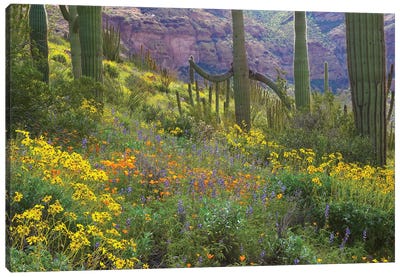 Saguaro Amid Flowering Lupine, California Brittlebush, Organ Pipe Cactus National Monument, Arizona And Desert Golden Poppies I Canvas Art Print - Tim Fitzharris