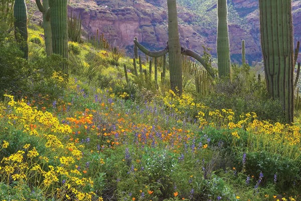Arizona: Saguaro Amid Flowering Lupine I, California Brittlebush, Organ Pipe Cactus National Monument, Arizona And Desert Golden Poppies by Tim Fitzharris