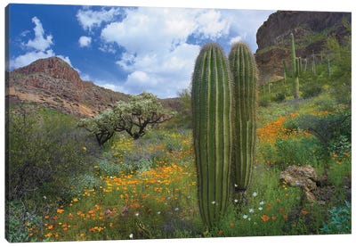 Saguaro Amid Flowering Lupine, California Brittlebush, Organ Pipe Cactus National Monument, Arizona And Desert Golden Poppies II Canvas Art Print - Spring Art