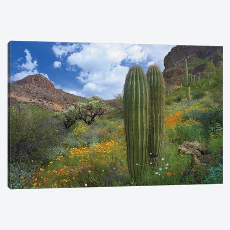 Saguaro Amid Flowering Lupine, California Brittlebush, Organ Pipe Cactus National Monument, Arizona And Desert Golden Poppies II Canvas Print #TFI925} by Tim Fitzharris Canvas Wall Art